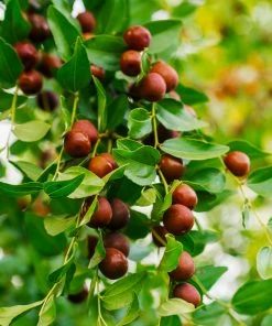 Fast Growing Trees Empress Gee™ Jujube Tree