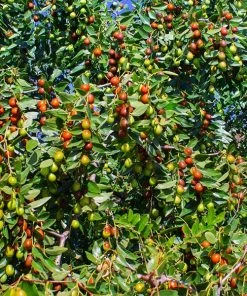 Fast Growing Trees Empress Gee™ Jujube Tree