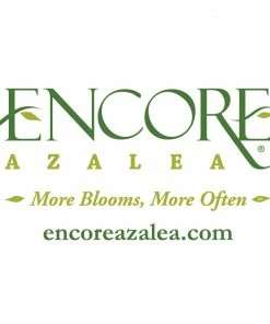 Fast Growing Trees Autumn Debutante® Encore® Azalea