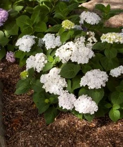 Fast Growing Trees Endless Summer® Blushing Bride Bigleaf Hydrangea Shrub