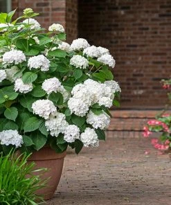 Fast Growing Trees Endless Summer® Blushing Bride Bigleaf Hydrangea Shrub