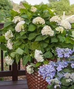 Fast Growing Trees Endless Summer® Blushing Bride Bigleaf Hydrangea Shrub