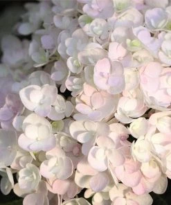 Fast Growing Trees Endless Summer® Blushing Bride Bigleaf Hydrangea Shrub