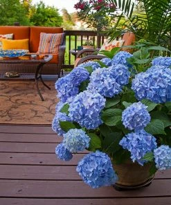 Fast Growing Trees Endless Summer® Hydrangea Shrub 12 Fast Growing Trees Endless Summer® Hydrangea Shrub