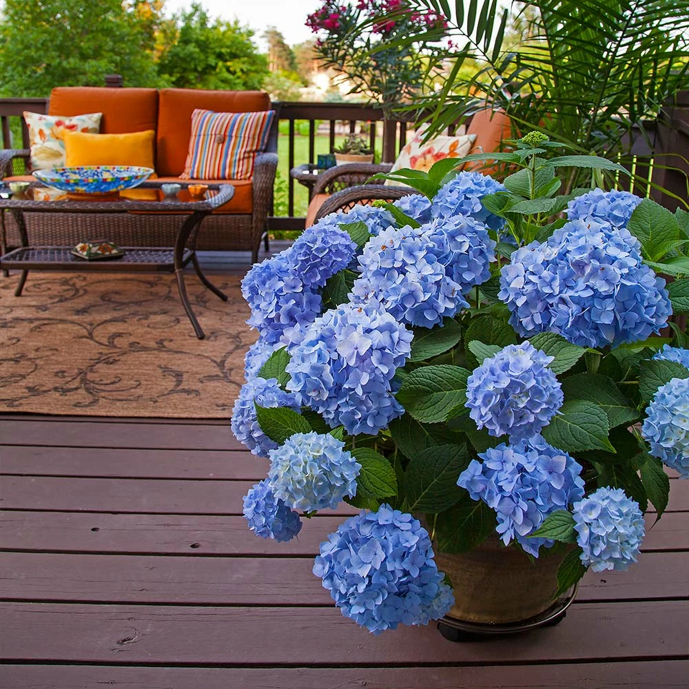 Fast Growing Trees Endless Summer® Hydrangea Shrub 7 Fast Growing Trees Endless Summer® Hydrangea Shrub