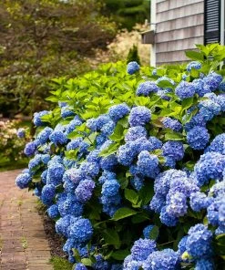 Fast Growing Trees Endless Summer® Hydrangea Shrub 10 Fast Growing Trees Endless Summer® Hydrangea Shrub