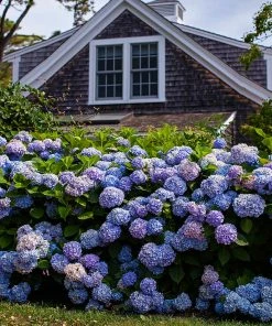 Fast Growing Trees Endless Summer® Hydrangea Shrub