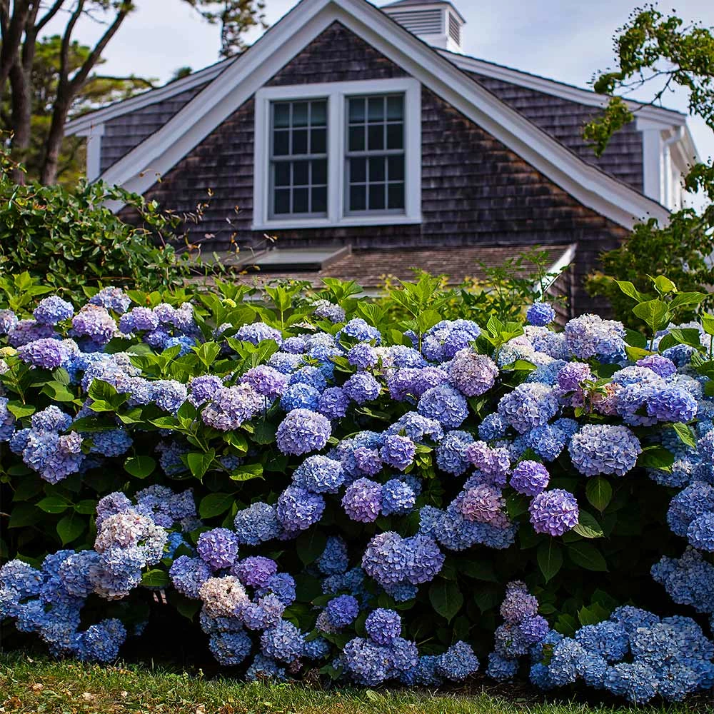 Fast Growing Trees Endless Summer® Hydrangea Shrub 4 Fast Growing Trees Endless Summer® Hydrangea Shrub