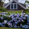 Fast Growing Trees Endless Summer® Hydrangea Shrub
