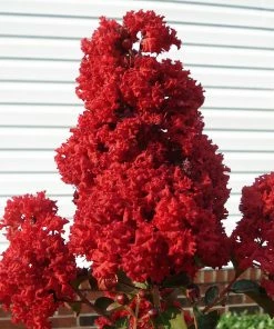 Fast Growing Trees Enduring Summer Crape Myrtle