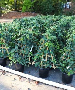 Fast Growing Trees English Ivy Vine See All Shrubs & Hedges