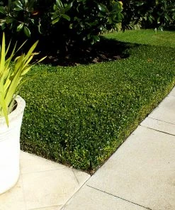 Fast Growing Trees English Boxwood Shrub