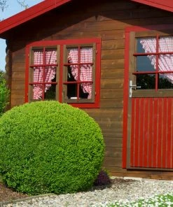 Fast Growing Trees English Boxwood Shrub