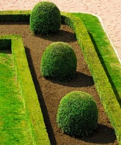 Fast Growing Trees English Boxwood Shrub