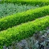 Fast Growing Trees English Boxwood Shrub
