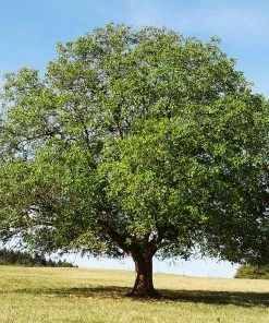 Fast Growing Trees Nut Trees English Walnut Tree