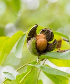 Fast Growing Trees Nut Trees English Walnut Tree