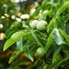 Fast Growing Trees Nut Trees English Walnut Tree