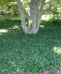 Fast Growing Trees English Ivy Vine See All Shrubs & Hedges