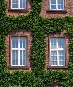 Fast Growing Trees English Ivy Vine See All Shrubs & Hedges