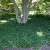 Fast Growing Trees English Ivy Vine See All Shrubs & Hedges