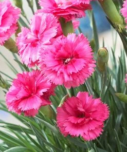 Fast Growing Trees Scent First® Eternity Dianthus Plant