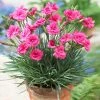 Fast Growing Trees Scent First® Eternity Dianthus Plant