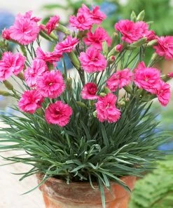 Fast Growing Trees Scent First® Eternity Dianthus Plant