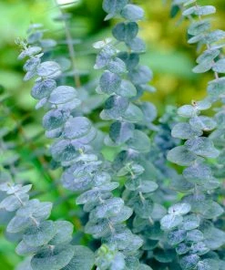 Fast Growing Trees See All Evergreen & Privacy Trees Eucalyptus Plant 9 Fast Growing Trees See All Evergreen & Privacy Trees Eucalyptus Plant