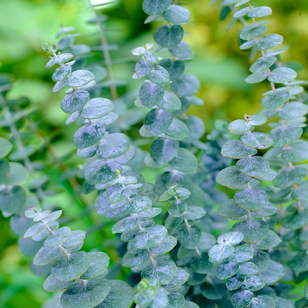 Fast Growing Trees See All Evergreen & Privacy Trees Eucalyptus Plant 6 Fast Growing Trees See All Evergreen & Privacy Trees Eucalyptus Plant