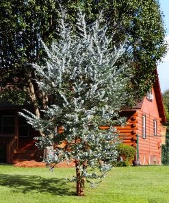 Fast Growing Trees See All Evergreen & Privacy Trees Eucalyptus Plant