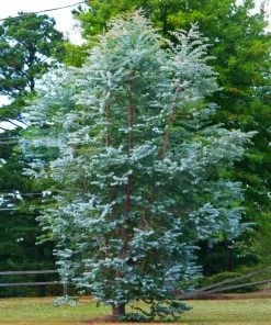 Fast Growing Trees See All Evergreen & Privacy Trees Eucalyptus Plant 8 Fast Growing Trees See All Evergreen & Privacy Trees Eucalyptus Plant