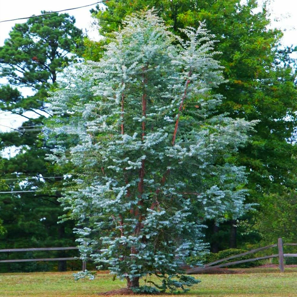 Fast Growing Trees See All Evergreen & Privacy Trees Eucalyptus Plant 5 Fast Growing Trees See All Evergreen & Privacy Trees Eucalyptus Plant