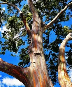 Fast Growing Trees See All Shade Trees Rainbow Eucalyptus Tree