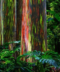 Fast Growing Trees See All Shade Trees Rainbow Eucalyptus Tree
