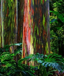 Fast Growing Trees See All Shade Trees Rainbow Eucalyptus Tree