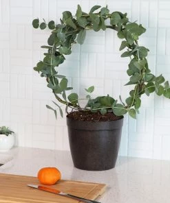 Fast Growing Trees Eucalyptus Wreath See All Shade Trees