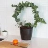 Fast Growing Trees Eucalyptus Wreath See All Shade Trees 2 Fast Growing Trees Eucalyptus Wreath See All Shade Trees