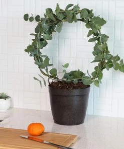 Fast Growing Trees Eucalyptus Wreath See All Shade Trees