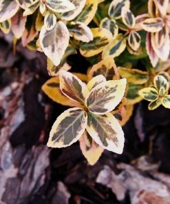 Fast Growing Trees See All Shrubs & Hedges Emerald N' Gold Wintercreeper 7 Fast Growing Trees See All Shrubs & Hedges Emerald N' Gold Wintercreeper