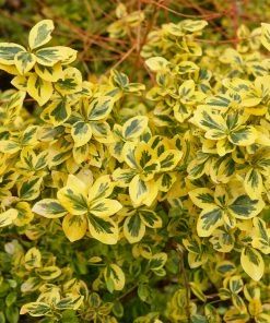 Fast Growing Trees See All Shrubs & Hedges Emerald N' Gold Wintercreeper