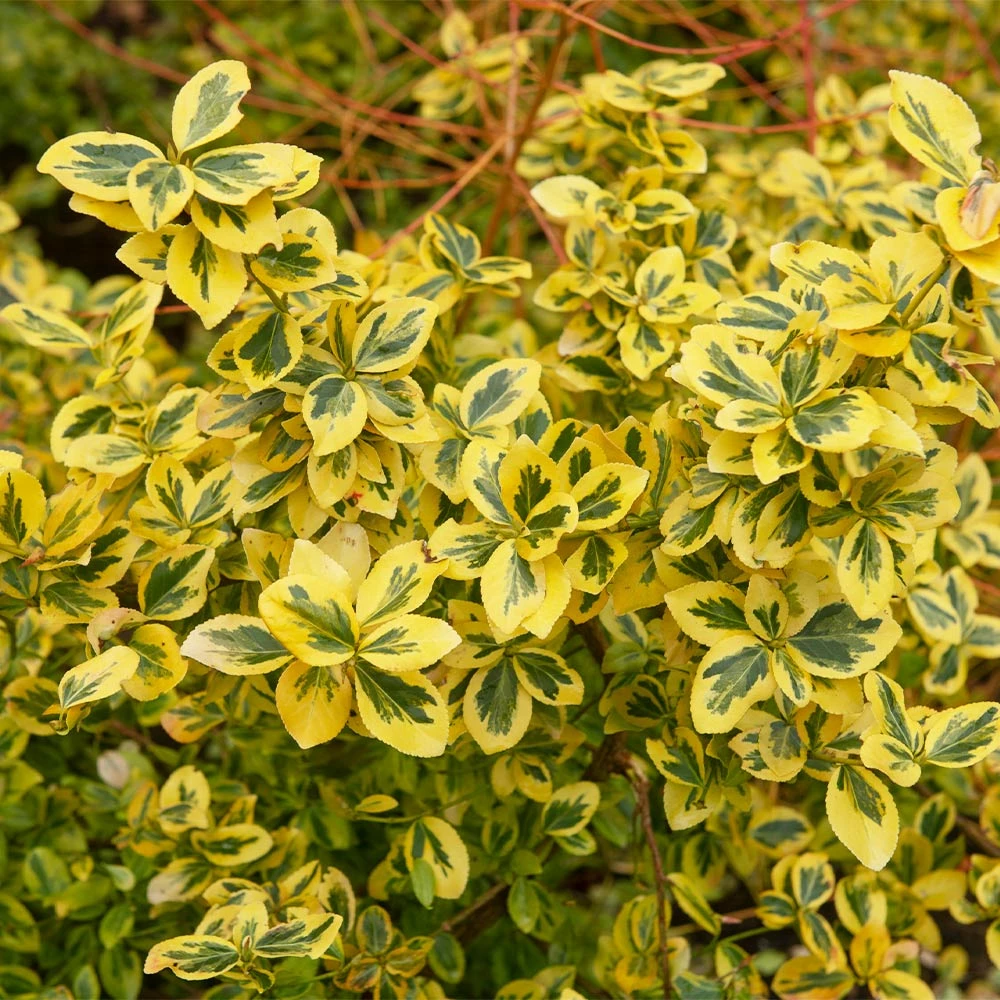 Fast Growing Trees See All Shrubs & Hedges Emerald N' Gold Wintercreeper 4 Fast Growing Trees See All Shrubs & Hedges Emerald N' Gold Wintercreeper