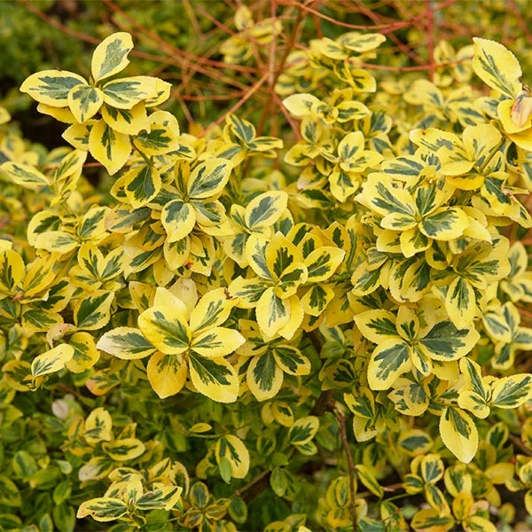 Fast Growing Trees See All Shrubs & Hedges Emerald N' Gold Wintercreeper 3 Fast Growing Trees See All Shrubs & Hedges Emerald N' Gold Wintercreeper