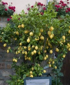 Fast Growing Trees Eureka Lemon Tree Citrus Trees
