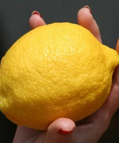 Fast Growing Trees Eureka Lemon Tree Citrus Trees 9 Fast Growing Trees Eureka Lemon Tree Citrus Trees