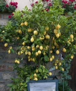 Fast Growing Trees Our Newest Arrivals Eureka Lemon Tree