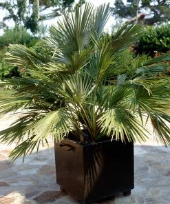 Fast Growing Trees Palm Trees European Fan Palm Tree