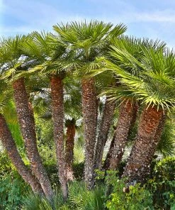 Fast Growing Trees Palm Trees European Fan Palm Tree