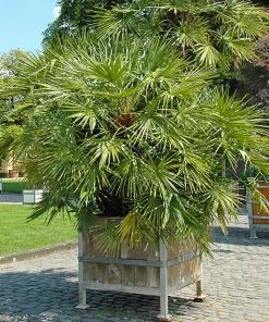 Fast Growing Trees Palm Trees European Fan Palm Tree