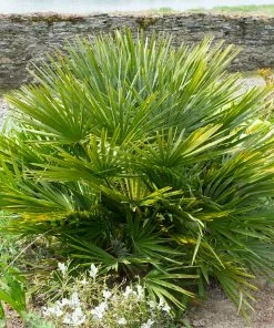 Fast Growing Trees Palm Trees European Fan Palm Tree